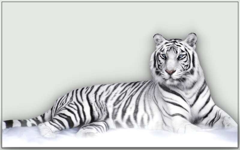 Gambar Harimau Putih 2