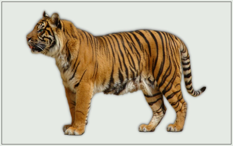 Gambar Harimau kartun Sumatera 2