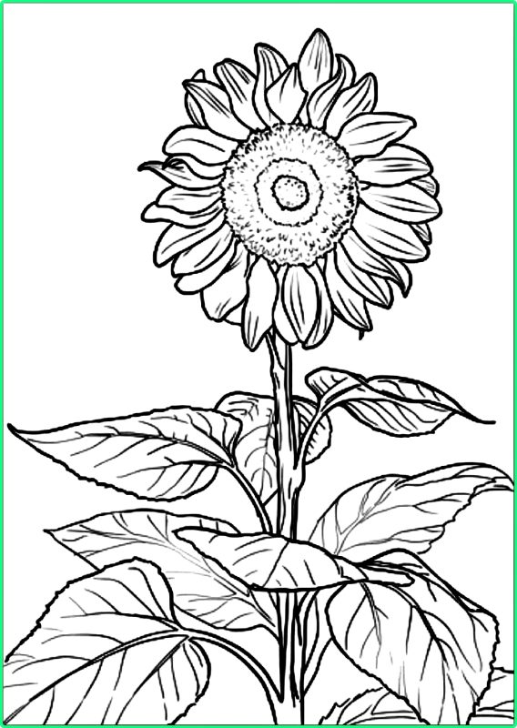 Sketsa Gambar Bunga Matahari