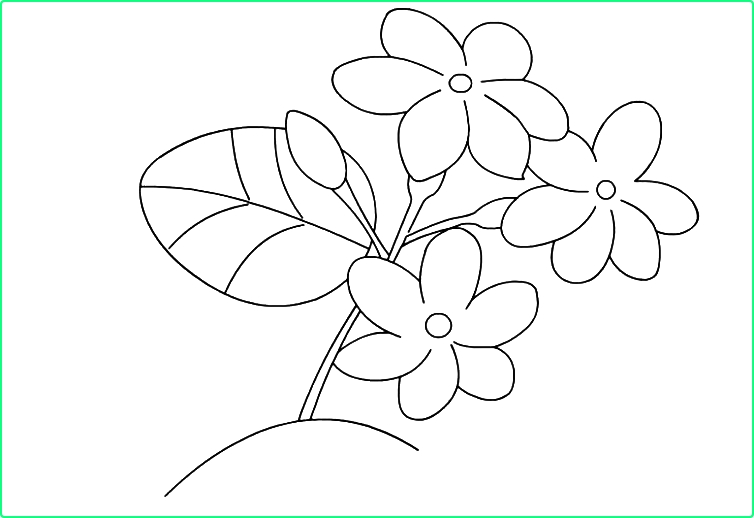 Sketsa Gambar Bunga Melati