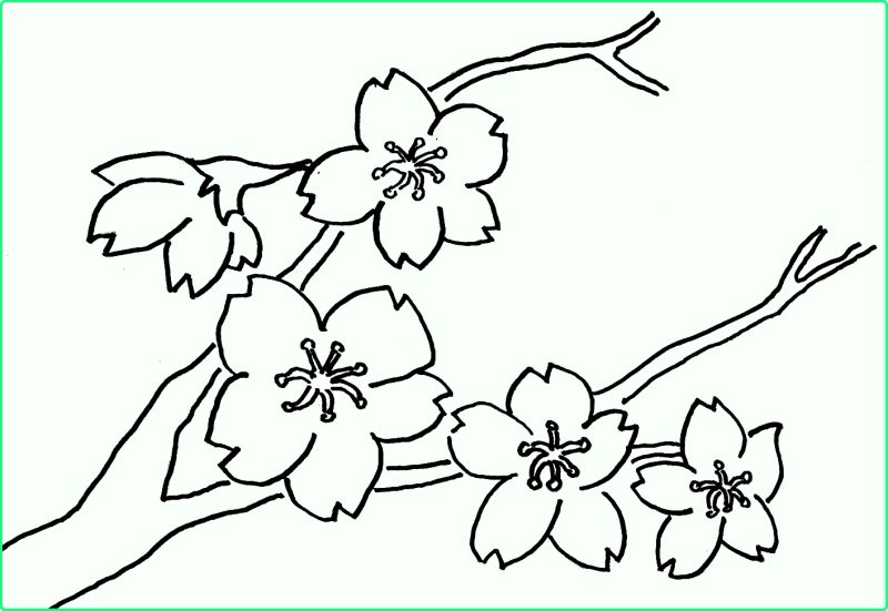 Sketsa Gambar Bunga Sakura 2